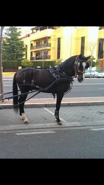 Caballo pre negro careto tresalbo in 