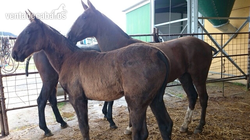 Potro lusitano puro in 