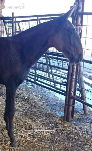 Lusitano