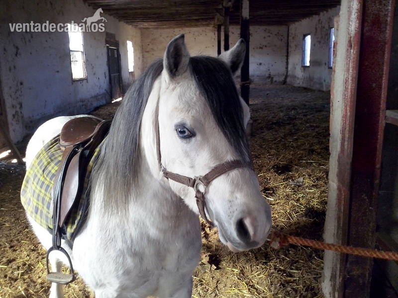 bonito poni welsh in 