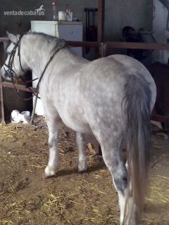 Poni Welsh