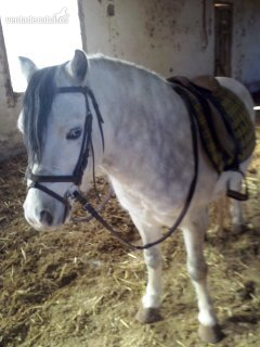 Poni Welsh {TYPE}