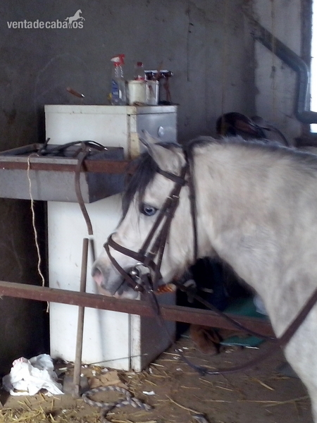 Ponis Pony Club Poni Welsh - bonito poni welsh