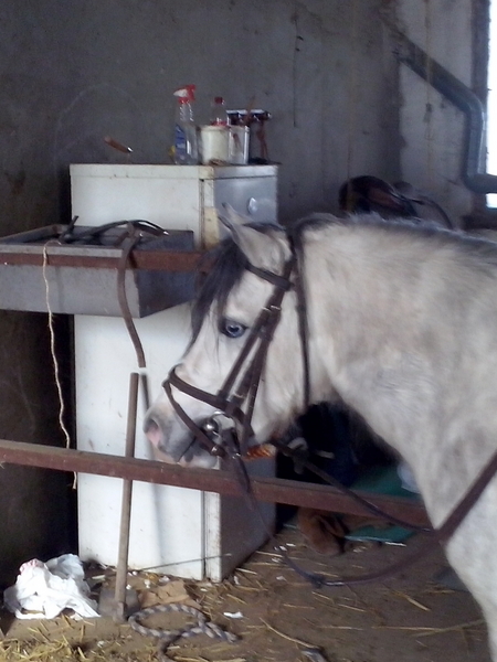 Ponis Pony Club Poni Welsh - bonito poni welsh