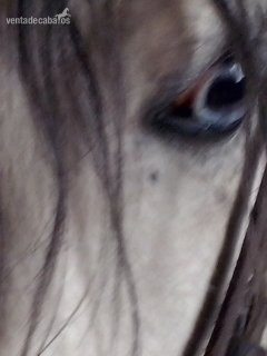 bonito poni welsh - Ponis Pony Club Poni Welsh