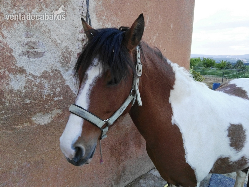 VENDO PONY HEMBRA in 