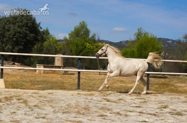  Precioso caballo capa perla