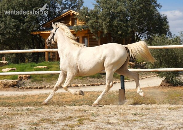 Precioso caballo capa perla - Caballos Capados in 