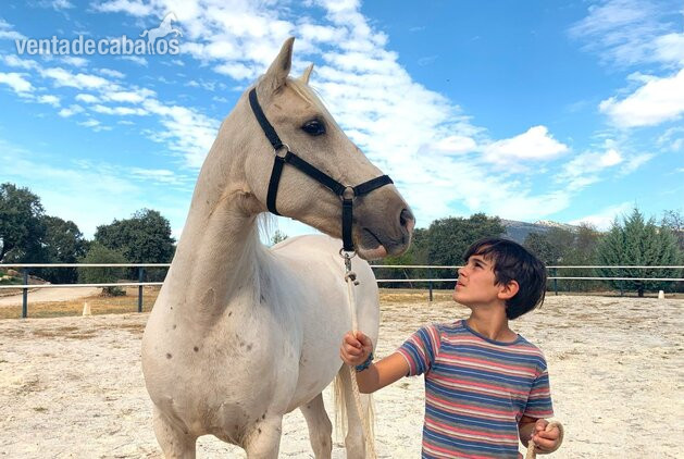 Precioso caballo capa perla - Caballos Capados
