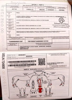 Precioso caballo capa perla 