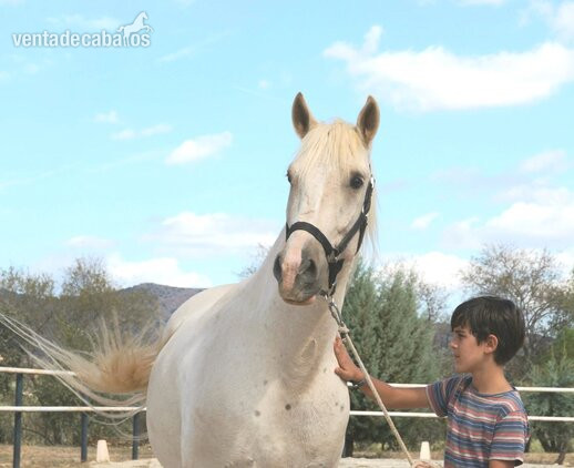 Caballos Capados - Precioso caballo capa perla in 