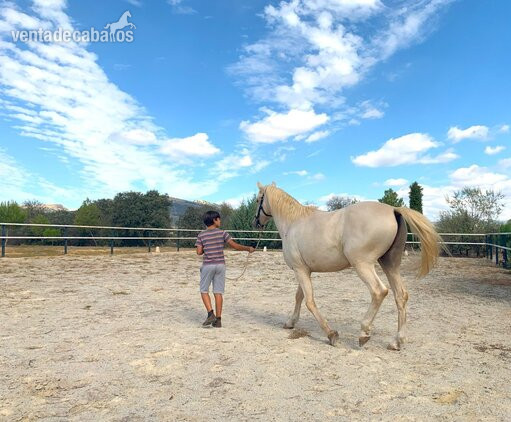 Caballos Capados - Precioso caballo capa perla