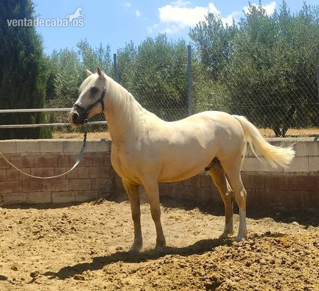 Precioso caballo capa perla in 