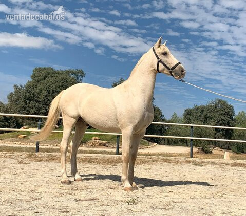 Caballos Capados EMPTY - Precioso caballo capa perla