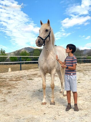 Precioso caballo capa perla - EMPTY