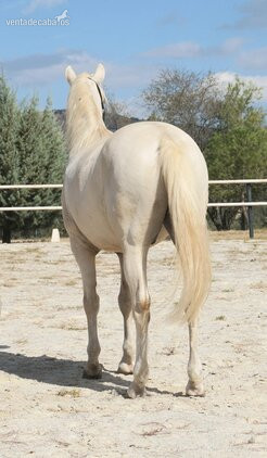 Precioso caballo capa perla - Caballos Capados