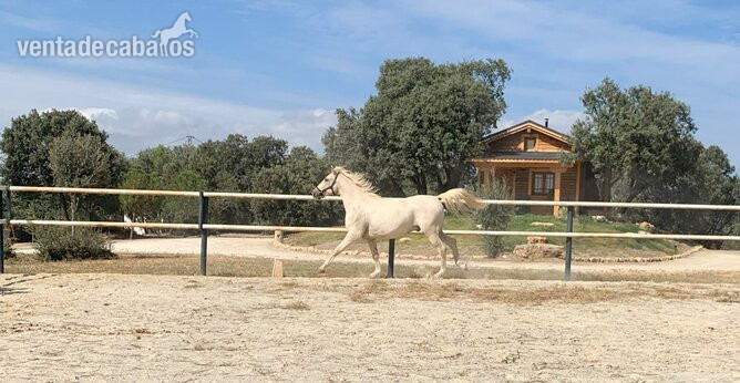 Precioso caballo capa perla
