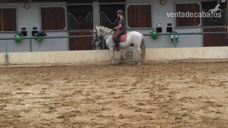 vendo poni iniciado en doma clasica in 