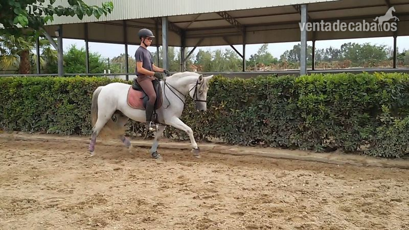 Cruzado {TYPE}