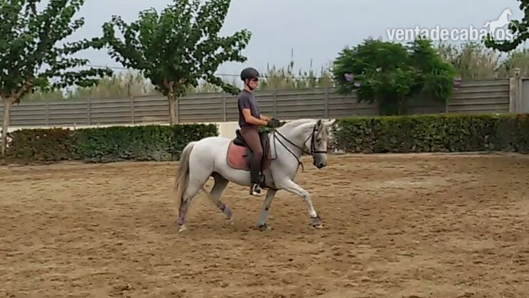Ponis Pony Club Cruzado - vendo poni iniciado en doma clasica
