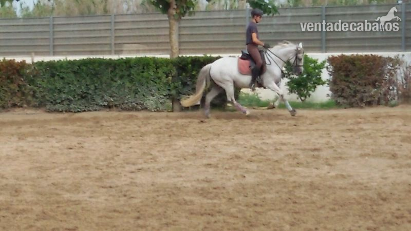 vendo poni iniciado en doma clasica - Ponis Pony Club Cruzado