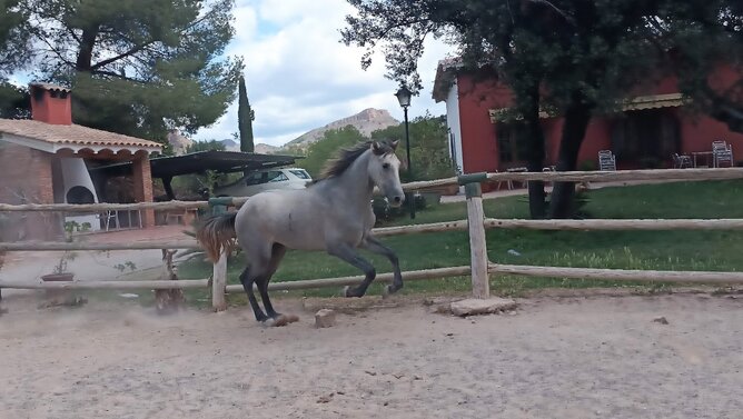 Potros EMPTY - Marco Polo M Suay