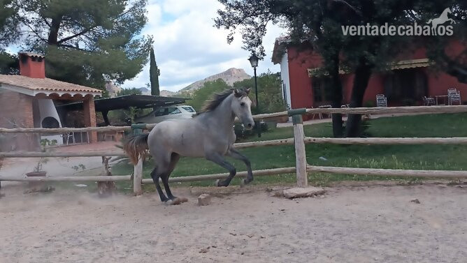 Potros EMPTY - Marco Polo M Suay