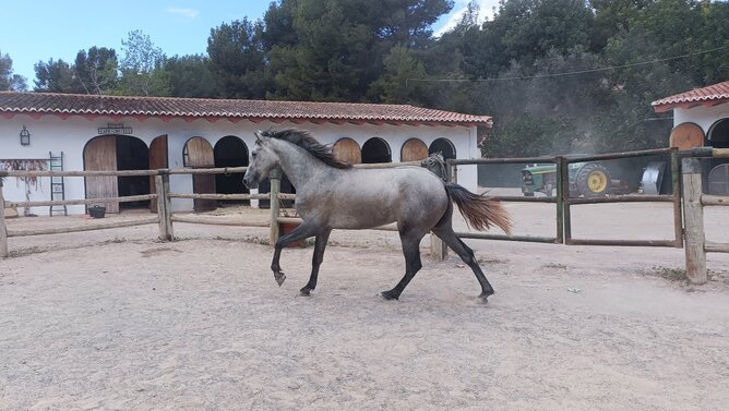 Marco Polo M Suay - Potros EMPTY