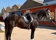 Venta caballo lusitano