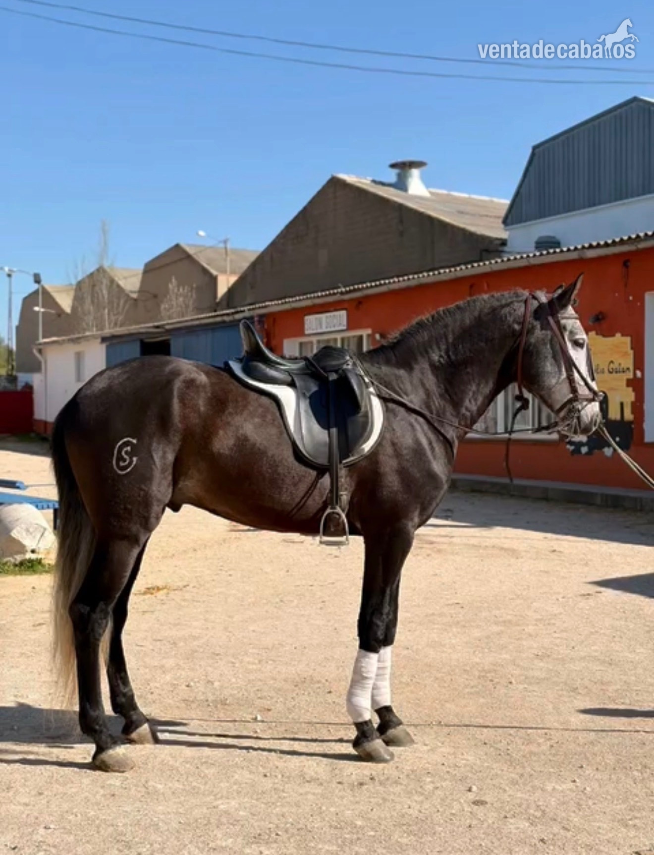 Venta caballo lusitano in 