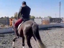 Venta caballo lusitano