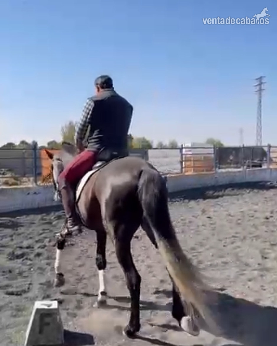Caballos Enteros EMPTY - Venta caballo lusitano