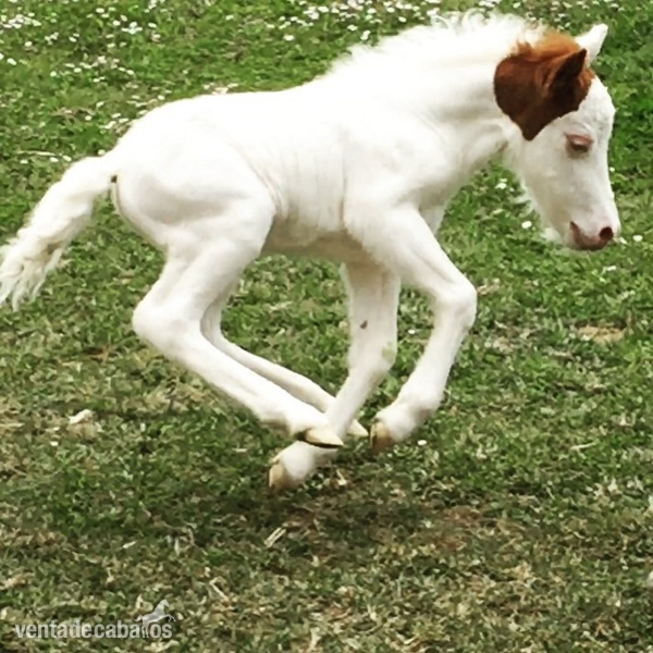 Pony capa especial medicine hat in 