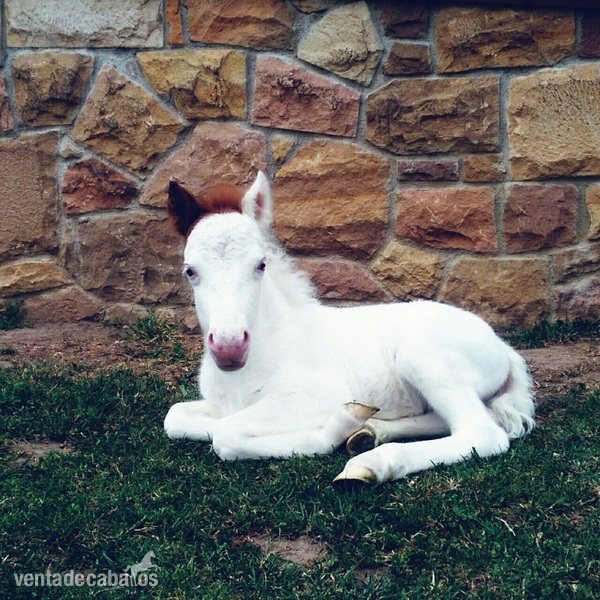 Poni Shetland 