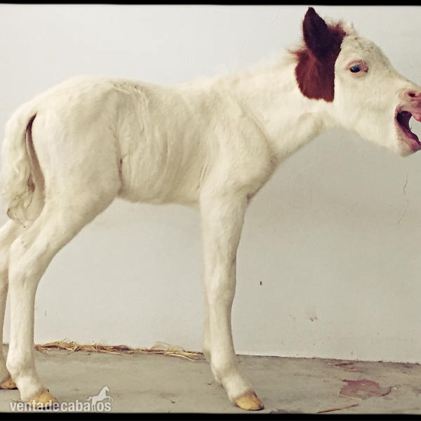 Poni Shetland  {TYPE}