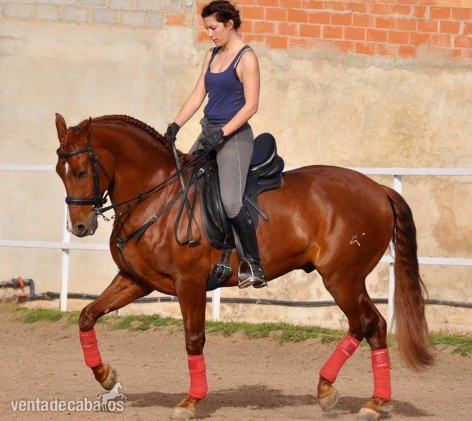 Caballos Pura Raza Española (P.R.E.) Pura Raza Española - Caballo alazan PRE