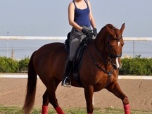 Caballo alazan PRE