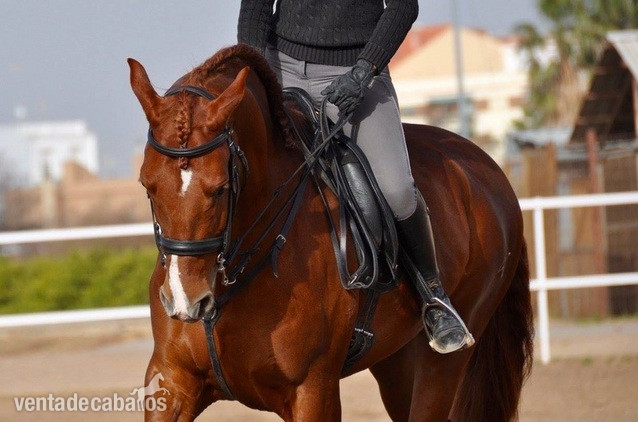 Caballo alazan PRE in 