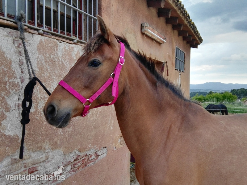 VENDO YEGUA PURA RAZA ESPAÑOLA in 