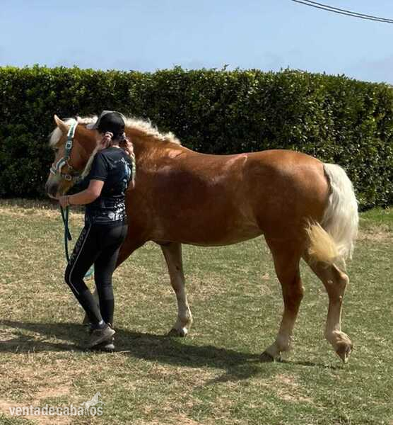 Cedo Pony D Haflinger joven en Montblanc in 