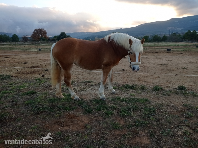 Haflinger
