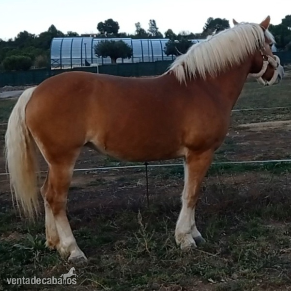 Haflinger {TYPE}