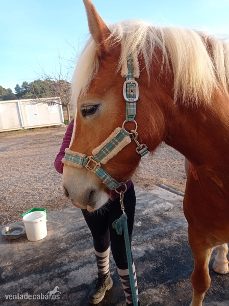 Busco/Cambio/Cedo Caballo Haflinger - Cedo Pony D Haflinger joven en Montblanc
