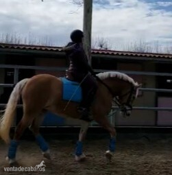 Cedo Pony D Haflinger joven en Montblanc - Busco/Cambio/Cedo Caballo Haflinger
