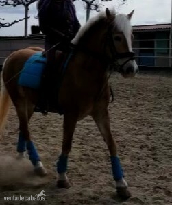 Cedo Pony D Haflinger joven en Montblanc - Haflinger