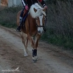 Cedo Pony D Haflinger joven en Montblanc