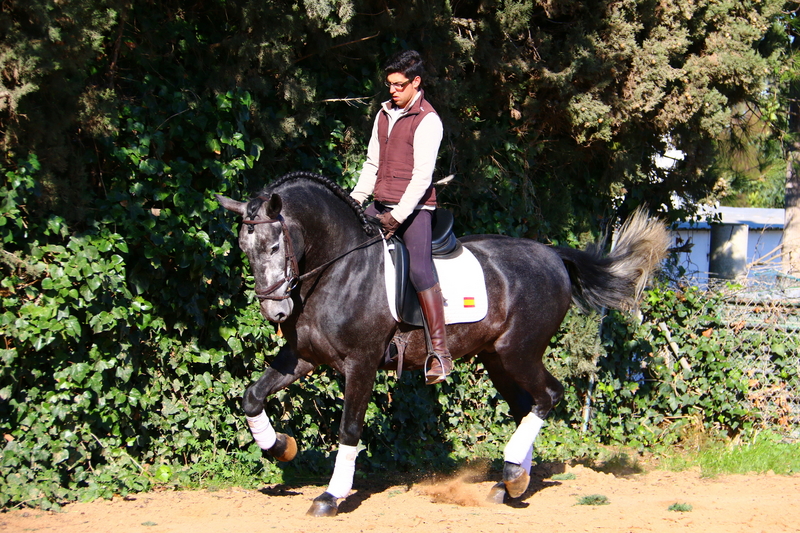 0flauder cc g - Caballos Pura Raza Española (P.R.E.) Pura Raza Española
