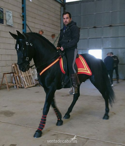 Caballos Pura Raza Española (P.R.E.) PRE - PRE NEGRO AZABACHE