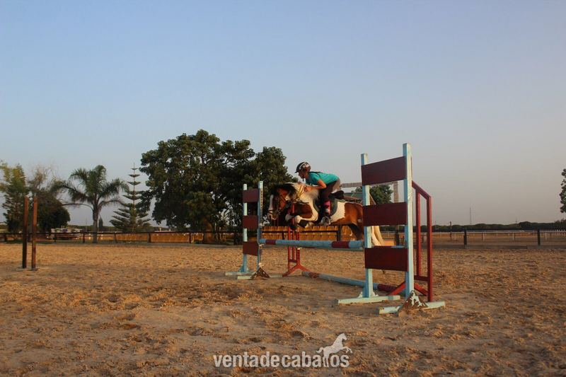 Vendo pony B de completo in 