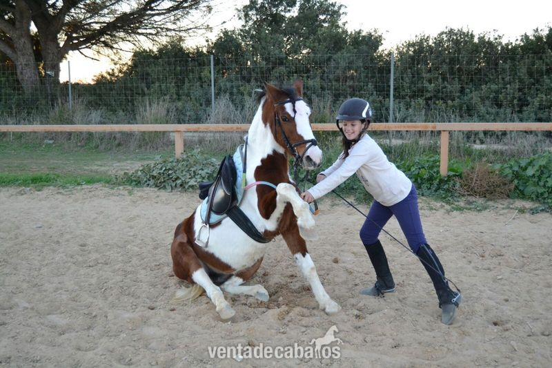 Conjunto mestizo (Shetland Pony)